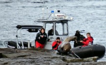 DFO releases entangle sea lion