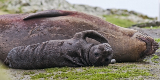 Elephant seal pup at Race Rocks 