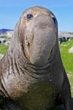 Misery the elephant seal
