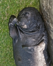Elephant seal Pup
