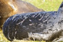 scars on elephant seal pup