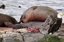 Elephant seal birth 2010