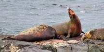 elephant seal birth at Race Rocks