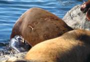 branded sea lion 1032