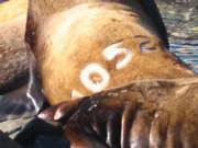branded sealion 1052