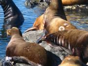 branded sealion 1052