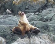 tumor on sea lion