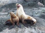 Tumor on sea lion