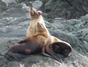 Tumor on sea lion
