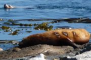 brand 94a sealion