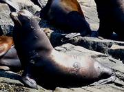 branded Sea lion