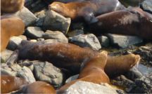 branded sea lion