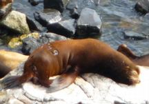 branded sea lion