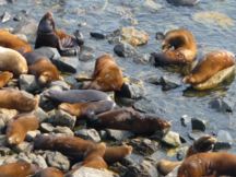 sealion brand
