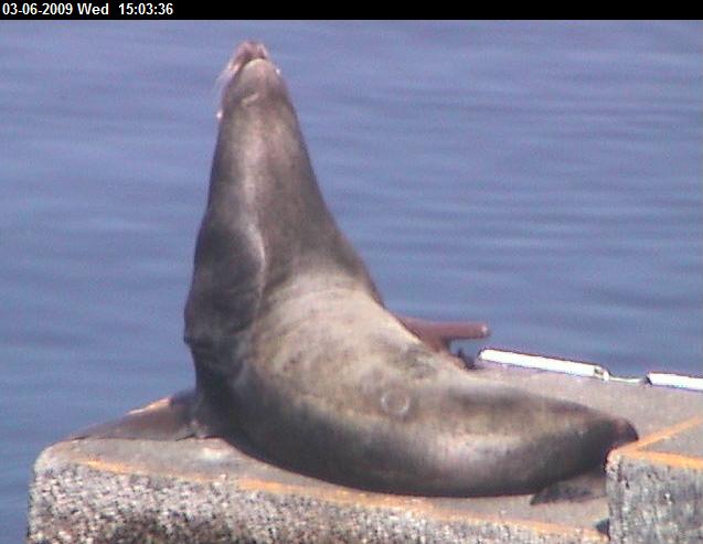Branded sea lion