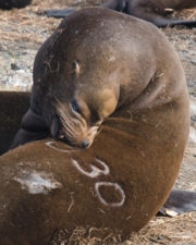 branded Sea lion