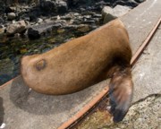 branded Sea lion