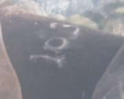 branded Sea lion