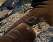 branded Sea lion