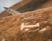 branded Sea lion