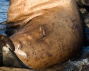 branded Sea lion