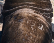 branded Sea lion