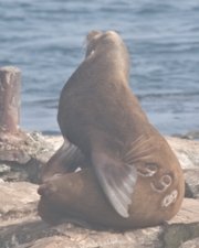 branded Sea lion