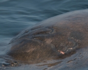 branded Sea lion