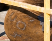 branded Sea lion