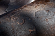 branded Sea lion