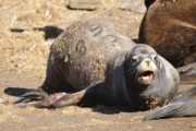 injured branded sealion