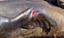 sea lion injury
