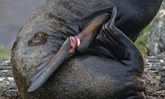 injured branded sealion