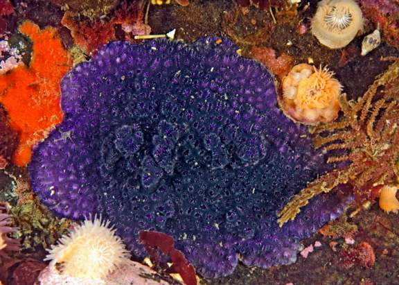 Purple Encrusting Bryozoa