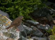 Fox Sparrow, Passerella iliaca Passerella iliaca