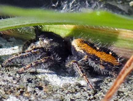 Red-backed jumping spider