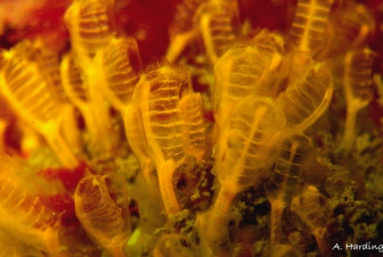 Pycnoclavella stanleyi , Yellow social ascidian