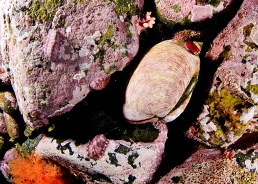Saxidomus giganteus, butter clam