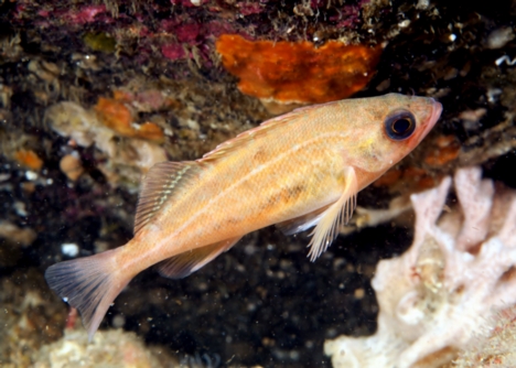 Sebastes caurinus, copper rockfish