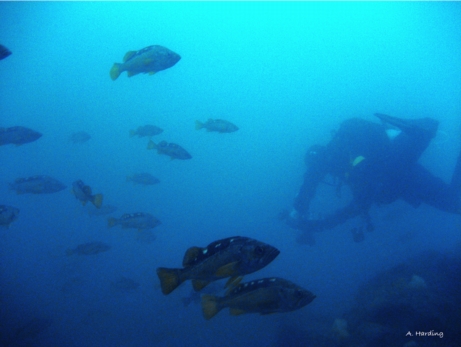 yellowtail rockfish, sebastes flavidus