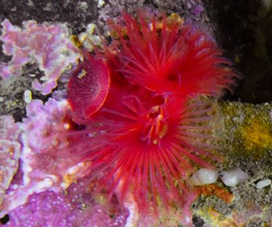Red -trumpet Calcareous tube worm