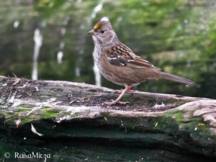 golden crowned sparrow