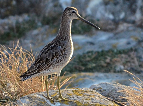 long billed dowitcher