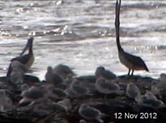 pelican Nov12 2012