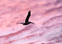 pelican May12 2010