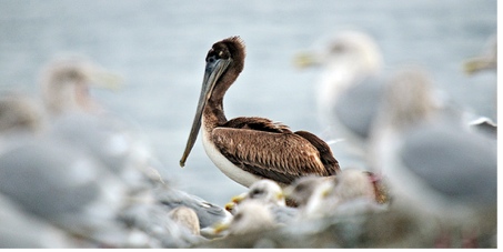 pelican Nov24 2009