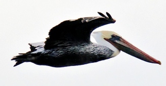 banded pelican