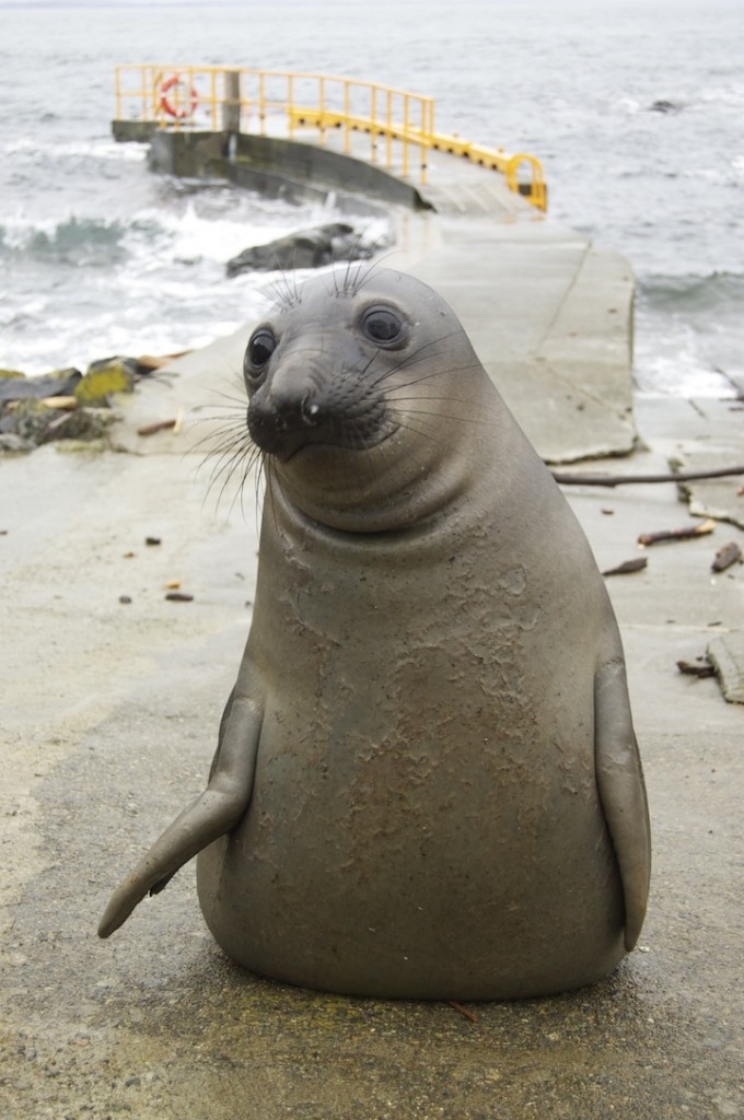 elephant seals ( mirounga angustirostris) at race