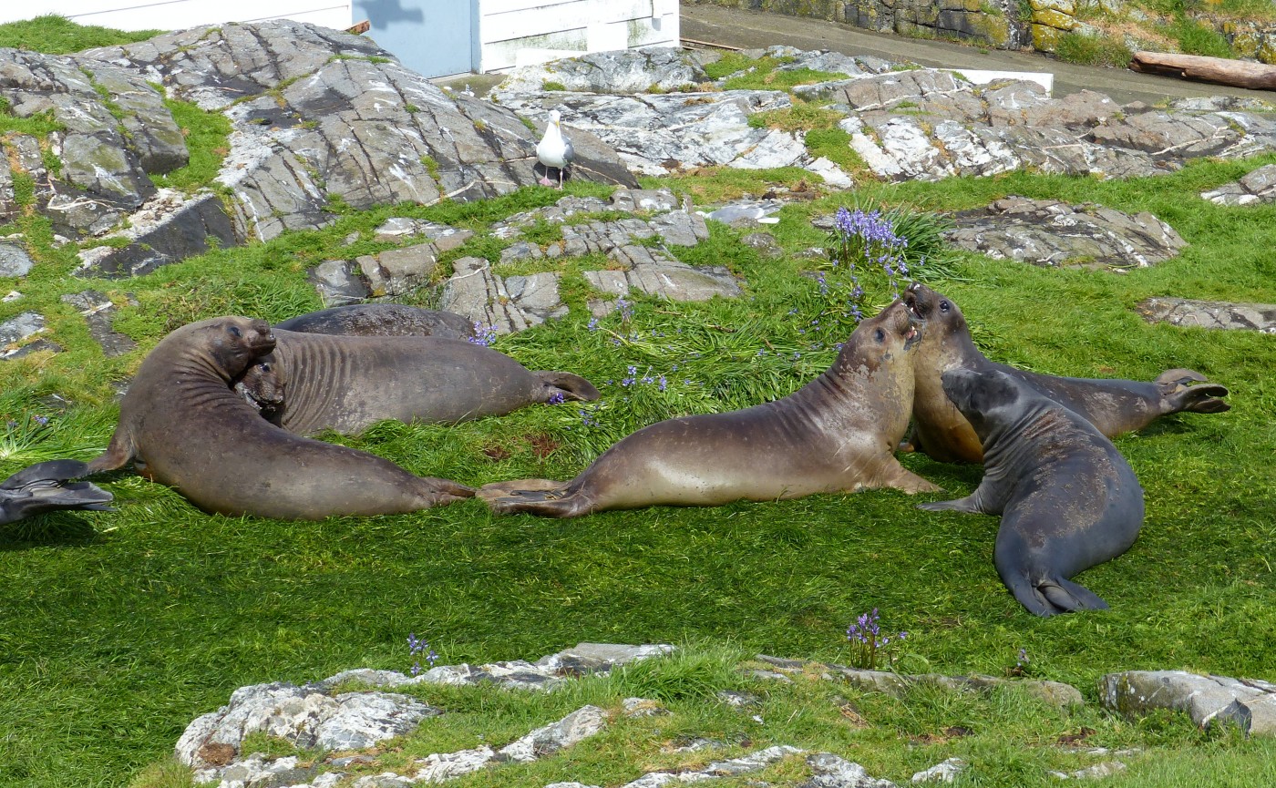 elephant seals on great race