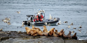 DFO releases entangle sea lion